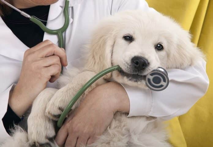 Liên hệ với bác sĩ đã chăm sóc thú cưng của bạn